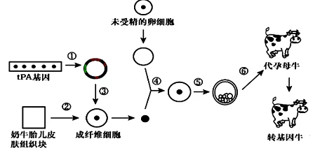 jw7707c中文：研究表明该基因在细胞增殖和凋亡中的重要作用及其潜在的临床应用价值