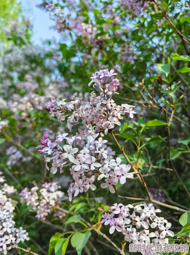为什么丁香五月激情综合令人回味无穷因为它引发了对人生的思考 为什么丁香五月激情综合令人回味无穷因为它引发了对人生的思考