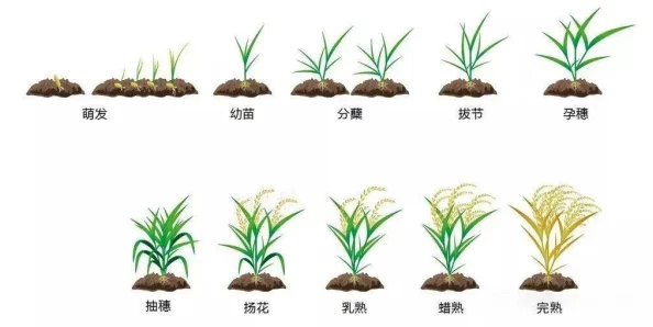 2025年农业新观察：只狼米种植技术革新，探究其成熟周期缩短至多久一次